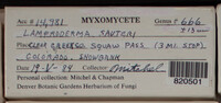 Lamproderma sauteri image